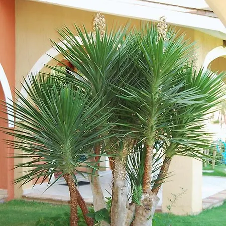 Apartahotel I Lentischi *