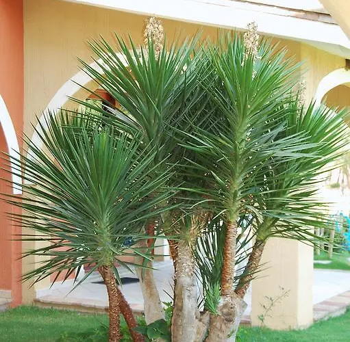 Aparthotel I Lentischi 4*